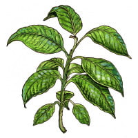 kratom