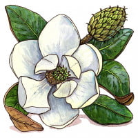 magnolia