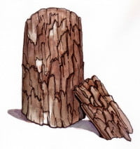 pygeum001