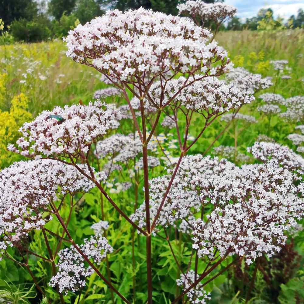 valerian1