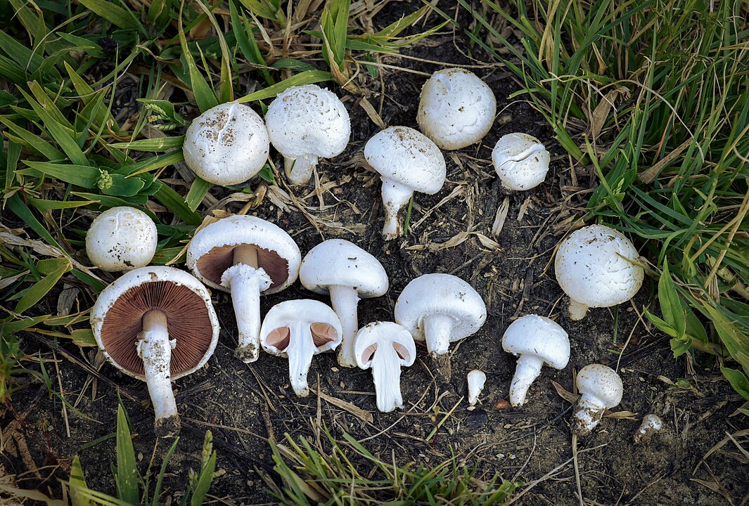 1065px-Agaricus-campestris-michoacan